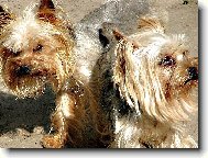 SIAMSK� DVOJ�ATA