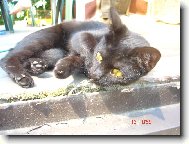 Mal�,ale �ikovn�