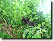 Poprv� na strom�