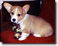 Sla�ou�k� Welsh corgi pembroke hol�i�ka