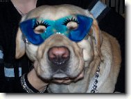 Kde �e je ten karneval?