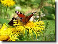 mot�l na koloto�n�ku