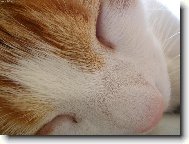 Detail �um��ku