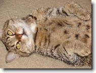 J� p�ece nekou�u