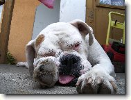 Dinu��in odpo�inek po ned�ln�m ob�d�