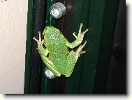 Rosni�ka v �ecku