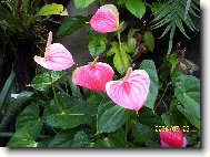 R��ov� elegance