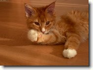 Kocourek Franti�ek