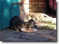 KO��TKA  VE�E��