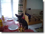 Bob�k �ek� na ob�d