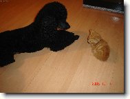 n� mal� nalezenec