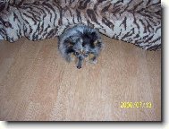 D�esinka se urazila