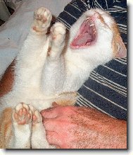 J�����,to je blaho