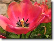 Tulip�n