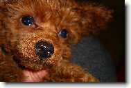 Pudl toy �erven�, 3m�s. pejsek