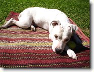 pane, poj�te si hr�t...