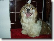 To je ale sranda!Pro� se tak ksicht�?