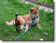 po po��dn� pr�ci orosen� odm�na