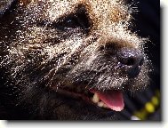 Detail border teri�r