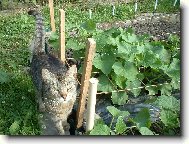 Na�e ko�ka a rodinn� okurky