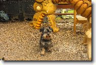 sv��inka pro draka :-)