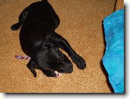 Alf z Ot�ick�ho lesa