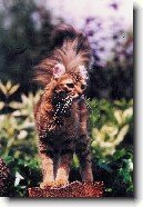 Americk� kerl kratkosrst� / dlouhosrst�