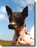 Americk� bezsrst� teri�r