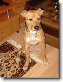 Americk� pitbull teri�r