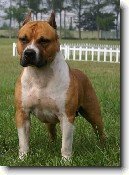 Americk� staford��rsk� teri�r