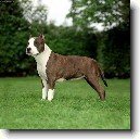 Americk� staford��rsk� teri�r