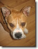 Americk� staford�irsk� terier