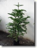 Blaho�et ztepil�, Arauk�rie