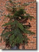 Blaho�et ztepil�, Arauk�rie