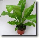 Asplenium vlasov�