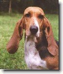 Art�sko-normandsk� basset