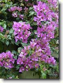 Troj�atov� kv�t, bug�nvilea