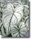 Kaladium, ��ovn�k