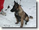 Belgick� ov��k - Malinois