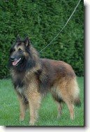 Belgick� ov��k - Tervueren