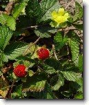 Lesn� jahody, jahodn�k