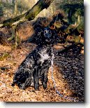 Modr� pikardsk� dlouhosrst� oha�