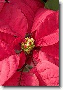 Pry�ec n�dhern�, v�no�n� hv�zda, poinsetie