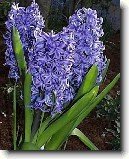 Hyacint v�chodn�