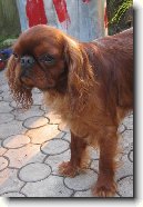 King Charles �pan�l