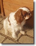 King Charles �pan�l