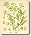 Libe�ek l�ka�sk�