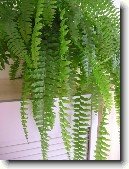 Ledvin�k ztepil�