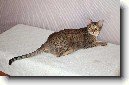 Ocicat ko�ka
