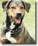 Rakousk� kr�tkosrst� pin�